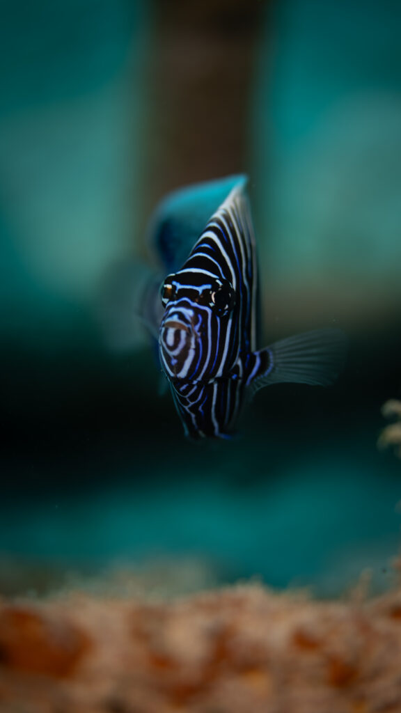 Maldives
